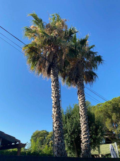 Devis élagage de palmiers, pins et grands arbres à Ollioules Sanary